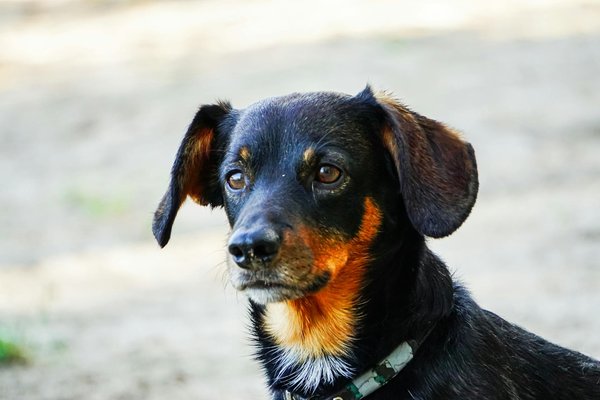 Comment entraîner un chat à marcher en laisse en toute sécurité ?