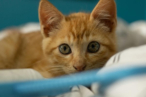 Comment gérer un chaton hyperactif ?