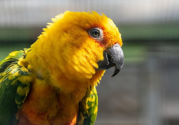 Les meilleures pierres pour un aquarium paisible et équilibré