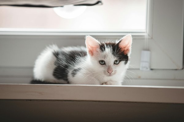 Offres incroyables de soldes d'hiver pour gâter votre chien