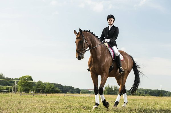Quelles techniques de dressage sont efficaces pour un chien qui ignore les rappels ?
