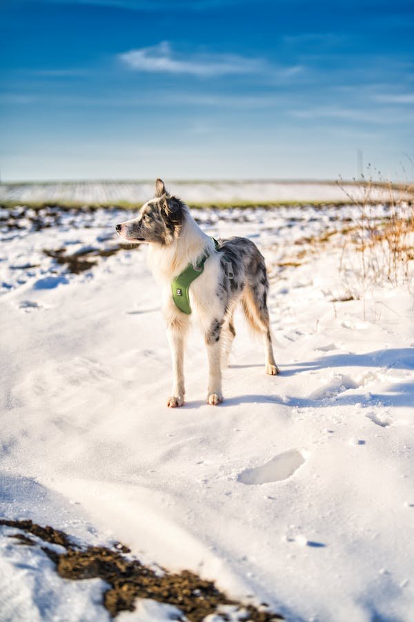 Soldes d'hiver : les meilleures offres pour votre chien !